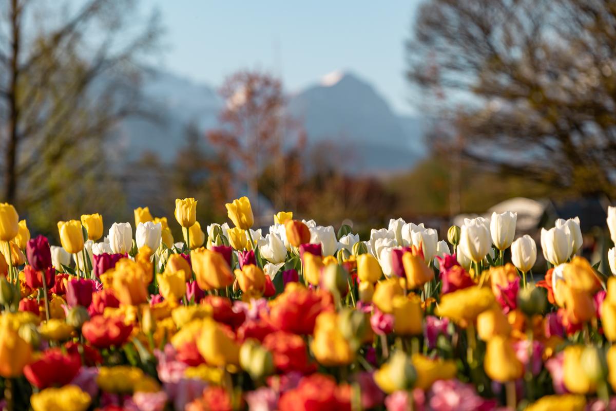 Spomladanska razstava cvetja in tulipanov(2)